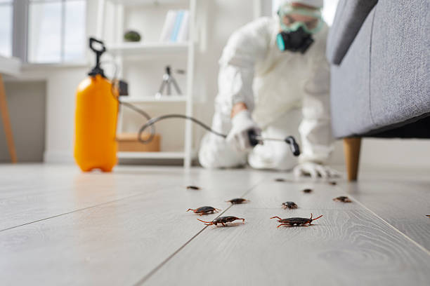 Commercial Kitchen Cockroach Control in Beaufort
